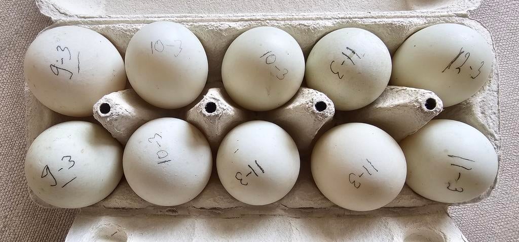 Eendeneieren, Diversen, Levensmiddelen, Ophalen