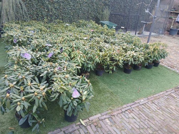 Rhododendron rhodo's, Tuin en Terras, Planten | Struiken en Hagen, Rhododendron, Minder dan 100 cm, Ophalen of Verzenden