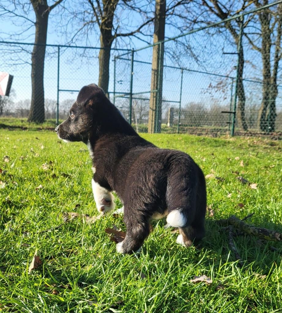 Welsh Corgi Cardigan pup / Corgi pup, Dieren en Toebehoren, Honden | Herdershonden en Veedrijvers, België, Overige rassen, 8 tot 15 weken