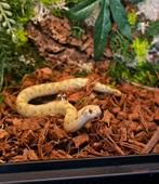 0.1 Heterodon Nasicus Albino Conda, Dieren en Toebehoren, Slang, 0 tot 2 jaar