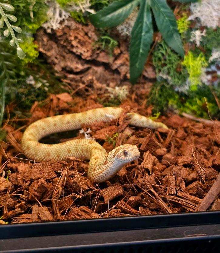 0.1 Heterodon Nasicus Albino Conda Hognose Snake - female for sale from Jenny