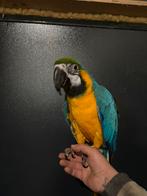 Super tamme blauwgele ara., Mannelijk, Papegaai, Geringd