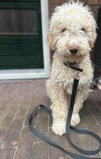 Lagotto Romagnolo reu 6 mnd crème – stamboom – truffellijn, Dieren en Toebehoren, Honden | Retrievers, Spaniëls en Waterhonden