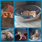 4 maanden pup, 15 weken tot 1 jaar, Reu, Eén hond, Middel