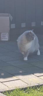 Dekkater met byzondere kleurstelling