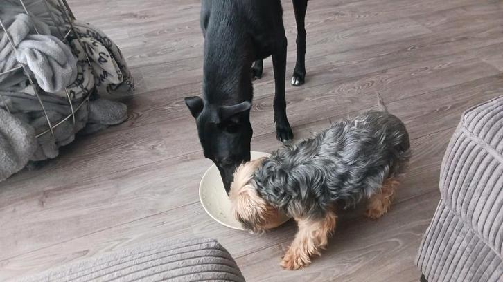Lieve hond zoekt nieuw thuis, Dieren en Toebehoren, Pluimvee, Kip, Vrouwelijk