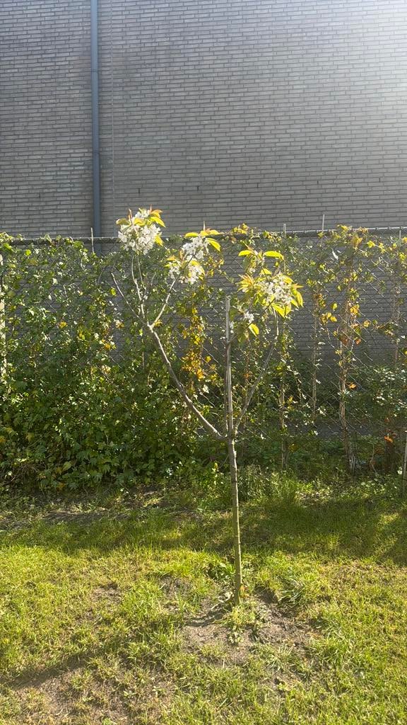 Kersen boom, Tuin en Terras, Planten | Bomen, Ophalen of Verzenden, Volle zon, Overige soorten, Minder dan 100 cm