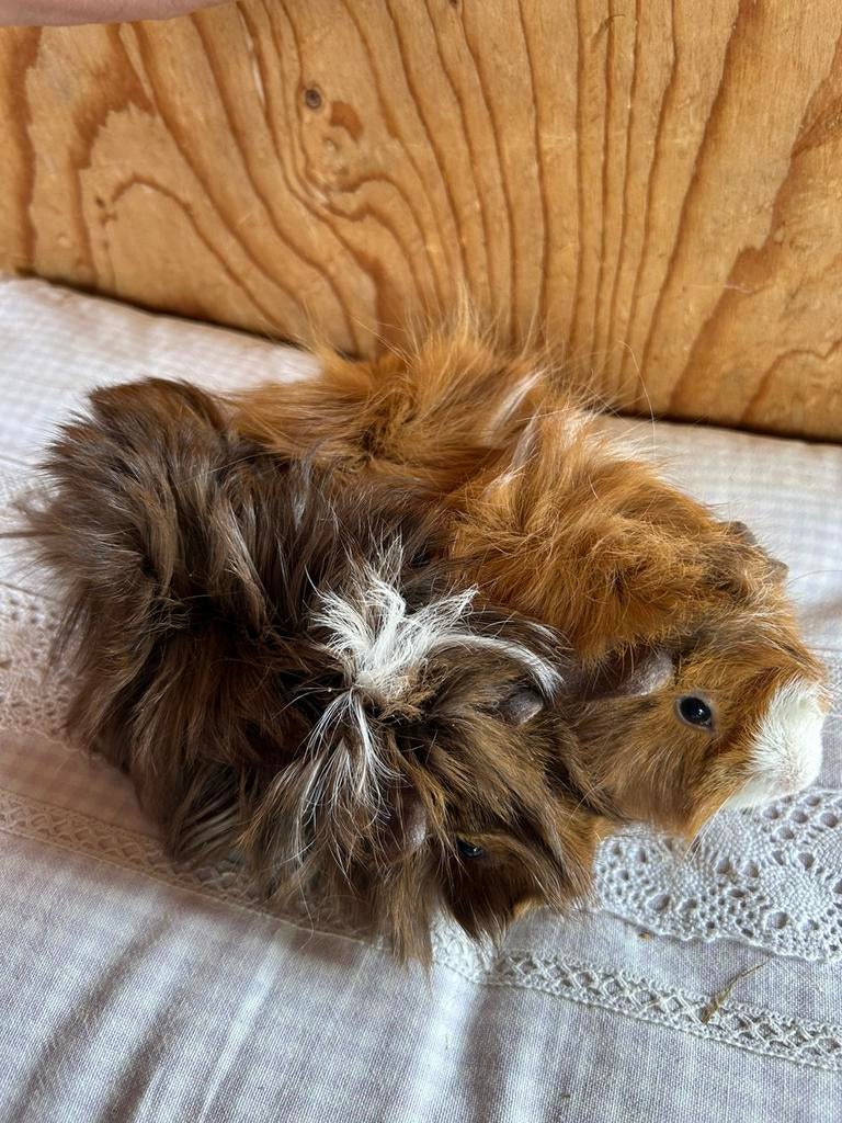 Twee jonge cavia mannetjes  peruvian x borstel, Februari, Mannelijk, Cavia