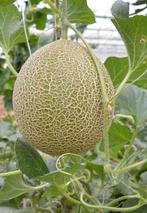 Zaden Galia meloen, Ophalen of Verzenden, Zaad