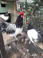 Broedeieren, Dieren en Toebehoren, Pluimvee, Geslacht onbekend, Kip