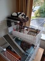 Cavia kooi hok 74 x 74, 60 tot 90 cm, Minder dan 75 cm, Ophalen of Verzenden, Hok