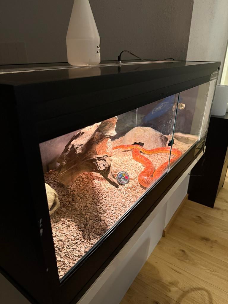 Rattenslang, Slang, Met terrarium, 3 tot 6 jaar