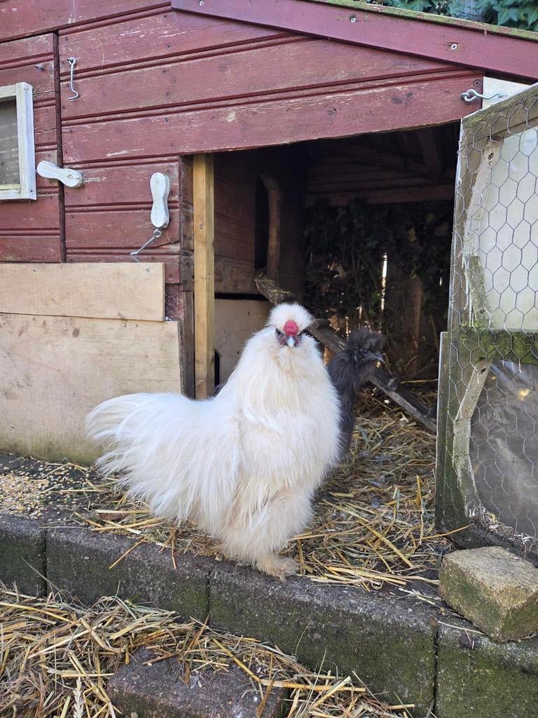 Haantje ruilen? Jullie deze witte, wij een oranje, Mannelijk, Kip