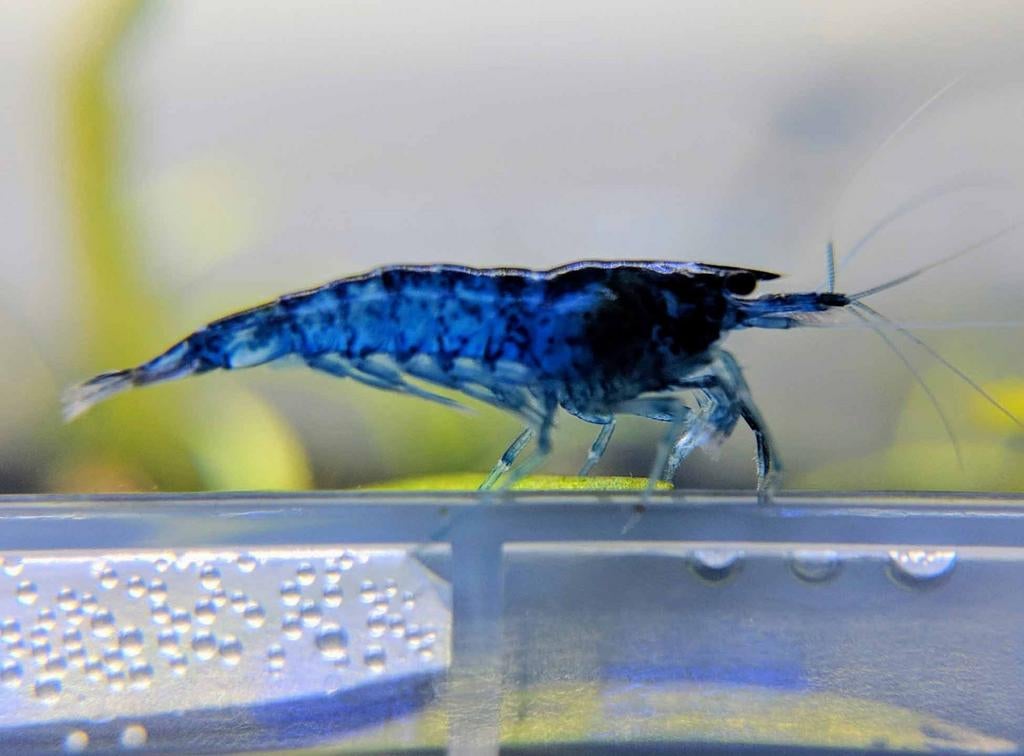 Blue Diamond | Neocaridina Garnalen, Dieren en Toebehoren, Vissen | Aquariumvissen, Kreeft, Krab of Garnaal, Zoetwatervis, Schoolvis