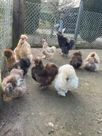 USA zijdehoen broedeieren in verschillende kleuren, Geslacht onbekend, Kip