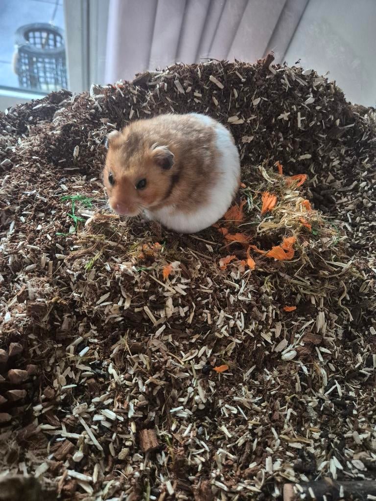 Goudhamster met Terarium L 100cm x B 40 x H 50cm, Hamster, Augustus, Mannelijk, Tam