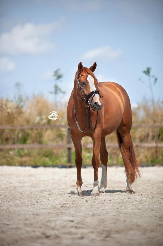 Fokmerrie / projectpaard te koop 6 jaar, Merrie, Springpaard, Zadelmak, 3 tot 6 jaar