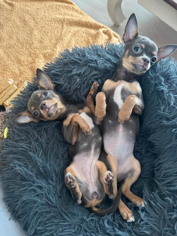 Chihuahua pups 1 teefje cord bleu en 1 reutje merle, Dieren en Toebehoren, Honden | Chihuahua's en Gezelschapshonden, Teef, Chihuahua