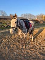 Brave Schimmel pony te koop, Springpony, Zadelmak, 3 tot 6 jaar, D pony (1.37m tot 1.48m)