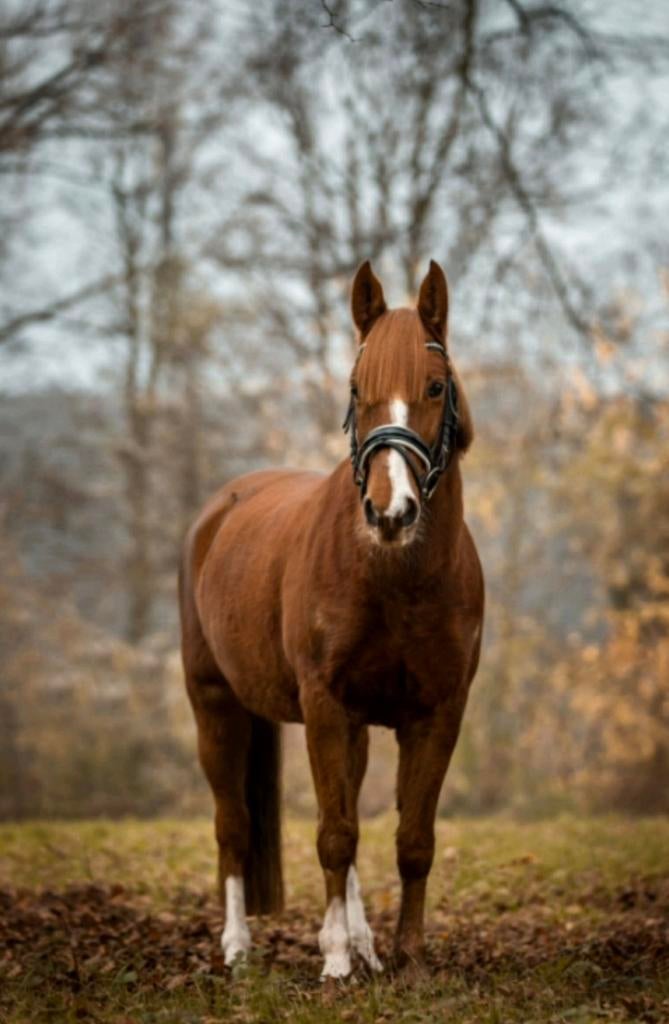 Verzorger gezocht, Ophalen of Verzenden