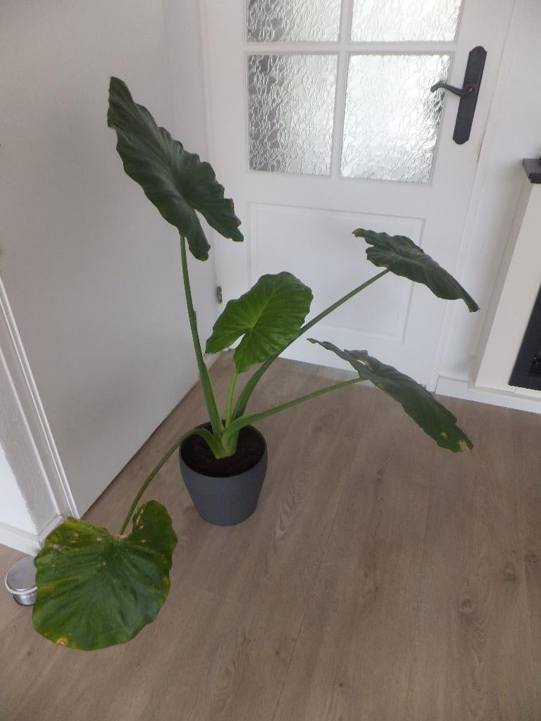 DE ALOCASIA, Huis en Inrichting, Kamerplanten, Ophalen, In pot, Halfschaduw, Minder dan 100 cm