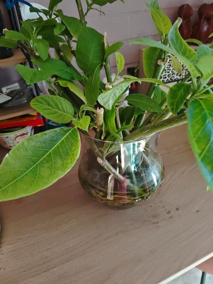 Gewortelde Brugmansia stekken - Engelentrompet, Tuin en Terras, Planten | Tuinplanten, Vaste plant, Overige soorten, Volle zon