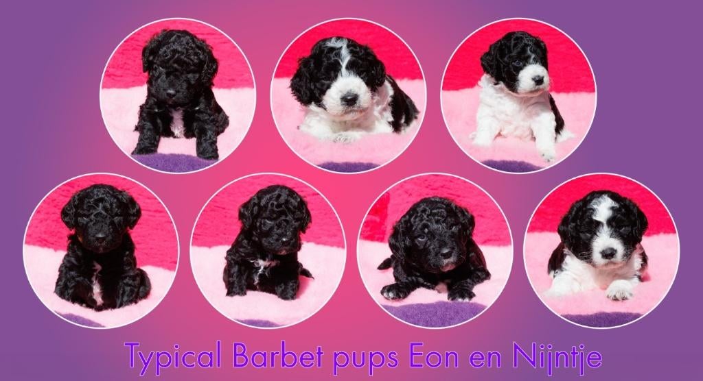 Franse Waterhondpups uit liefdevol en doordacht nest, Dieren en Toebehoren, Parvo, Overige rassen, 8 tot 15 weken, Meerdere