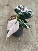 Alocasia Black Velvet Pink Variegata, Ophalen of Verzenden, Halfschaduw, Minder dan 100 cm