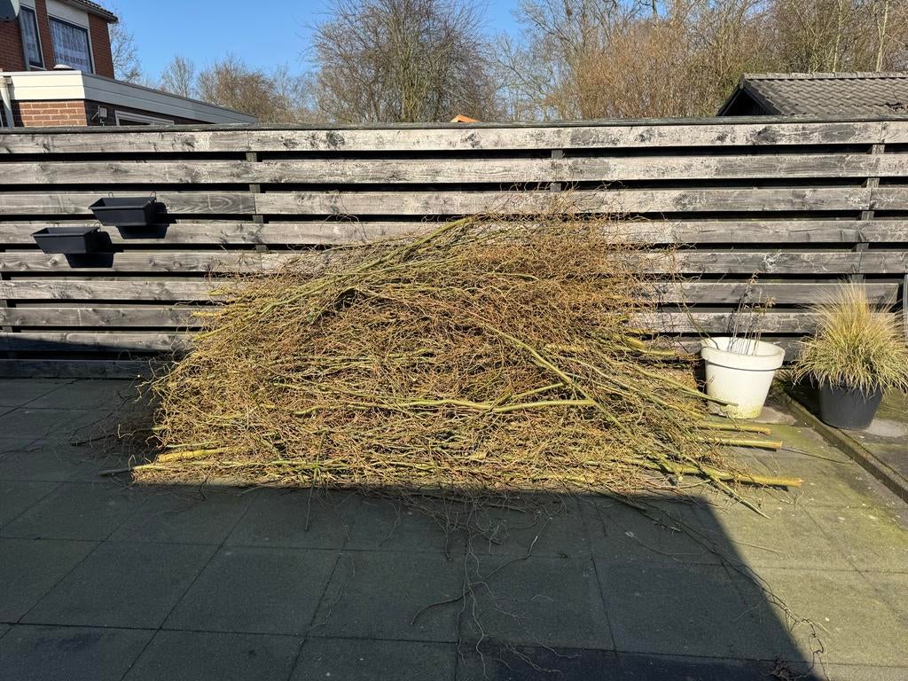 Gratis wilgentakken, Tuin en Terras, Planten | Bomen, Ophalen