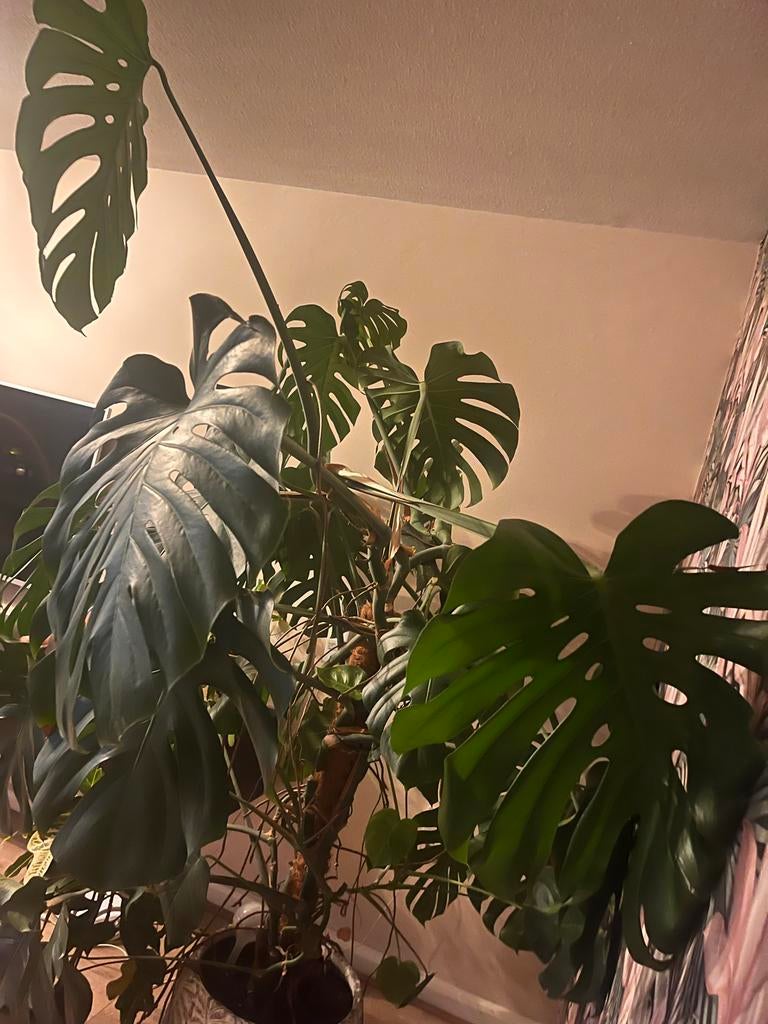Grote Monstera Kamerplant incl. pot, Huis en Inrichting, Kamerplanten, Ophalen, Overige soorten, Halfschaduw, In pot