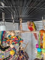 pyrrhura molinae pineapple (tam) met Keddoc hoekkooi, Geslacht onbekend, Parkiet, Pratend