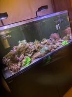 Red sea reefer 350 met inhoud zout water aquarium zee water, Ophalen, Gevuld zeewateraquarium, Gebruikt, A