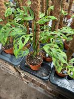 Monstera Indonesian Marble op mosstok - 60cm, Huis en Inrichting, Kamerplanten, Ophalen of Verzenden