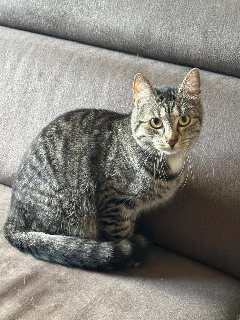 Katten nieuw gouden mandje gezocht., Poes