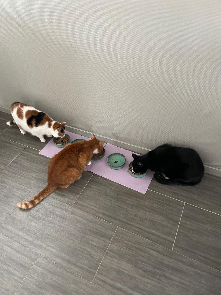 Drie katten te koop, Dieren en Toebehoren, Poes, Kortharig, 6 jaar of ouder