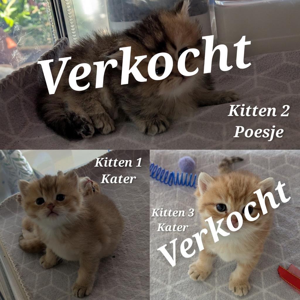 Nog 1 Britse korthaar Golden kitten, geboren 10-3-'26❤️, Meerdere dieren, Gechipt, 0 tot 2 jaar