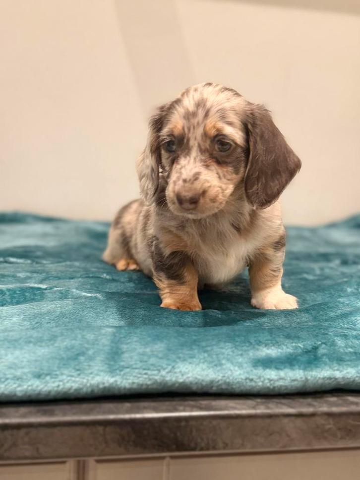 6 mini langharige chocolade/harlekijnkleurige teckel teefjes, Dieren en Toebehoren, Honden | Teckels en Dashonden, Teef, Langhaar