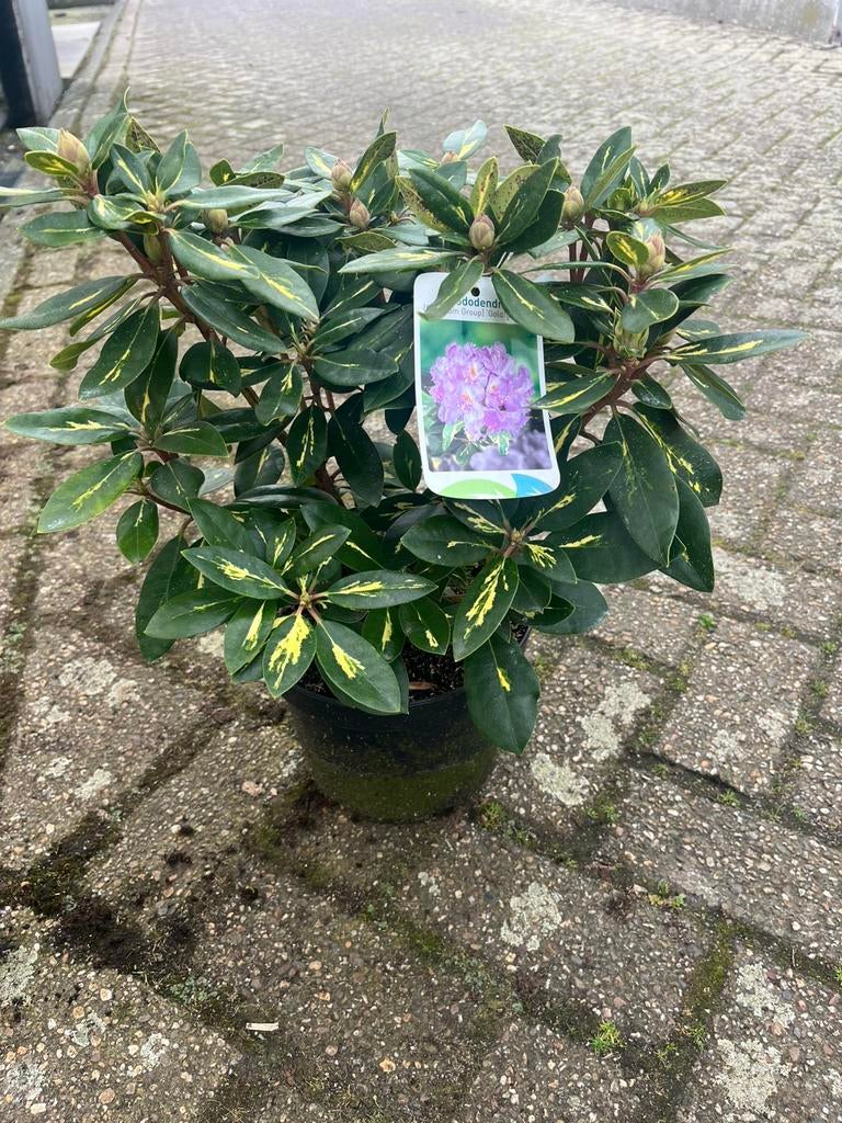 Restpartij, Rhododendron Goldflimmer, Ophalen, Minder dan 100 cm