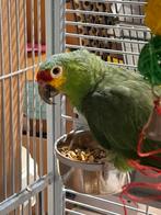 Geelwangamazone man, Mannelijk, Parkiet