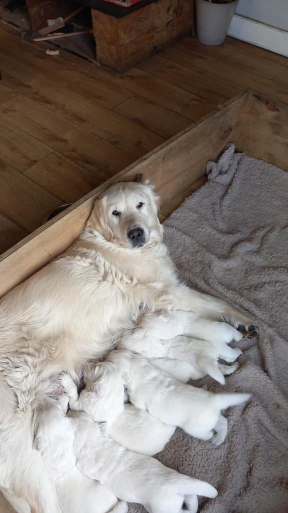 Te koop mooie gezonde golden retriever pups, Dieren en Toebehoren, Golden retriever, 8 tot 15 weken, Meerdere, Meerdere dieren