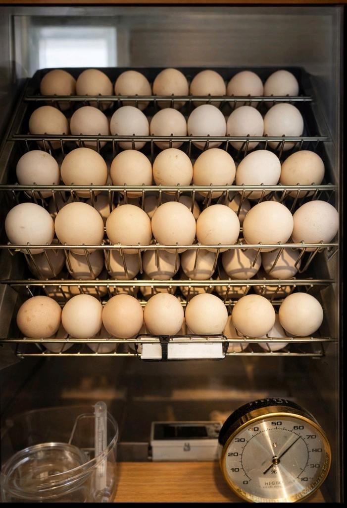 Broedeieren USA zijdehoen, Geslacht onbekend, Kip