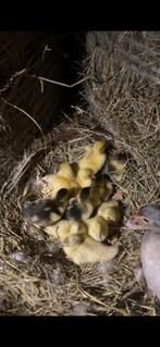 Muskuseenden pullen, Geslacht onbekend, Eend