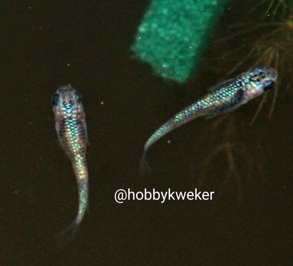 Myazakura Medaka eitjes, Dieren en Toebehoren, Vissen | Aquariumvissen, Vis