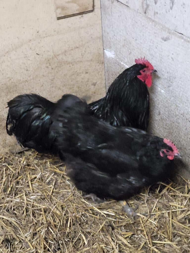 New Jersey Giant., Dieren en Toebehoren, Pluimvee, Meerdere dieren, Kip