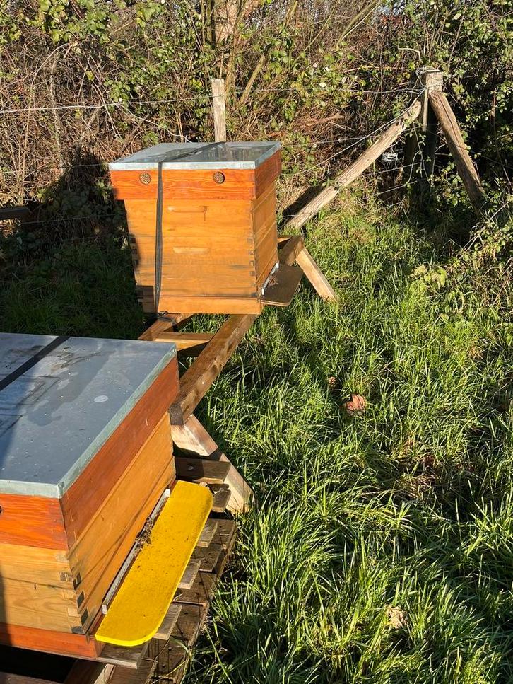 Gezocht: Bijenvolken/ zwermen zeeuws vlaanderen., Dieren en Toebehoren, Insecten en Spinnen, Bijen