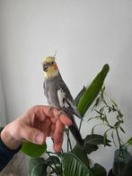 Valkparkiet  met kooi en voer, Geslacht onbekend, Tam