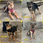 Mooie herder mix pups puppies puppy zoeken een 4 ever home, Particulier, 15 weken tot 1 jaar, Meerdere, Meerdere dieren