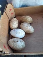 Ganzeneieren, Dieren en Toebehoren, Pluimvee, Meerdere dieren, Gans of Zwaan