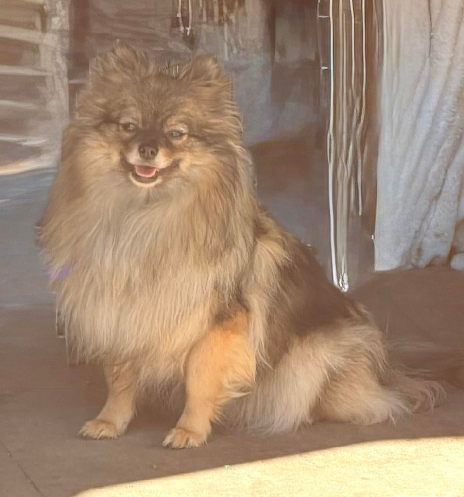 Pomeriaan te koop Teefje, Overige rassen, 1 tot 2 jaar, Teef, Parvo