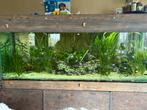 Groot Aquarium, Dieren en Toebehoren, Vissen | Aquaria en Toebehoren, Ophalen, Zo goed als nieuw, Gevuld zoetwateraquarium